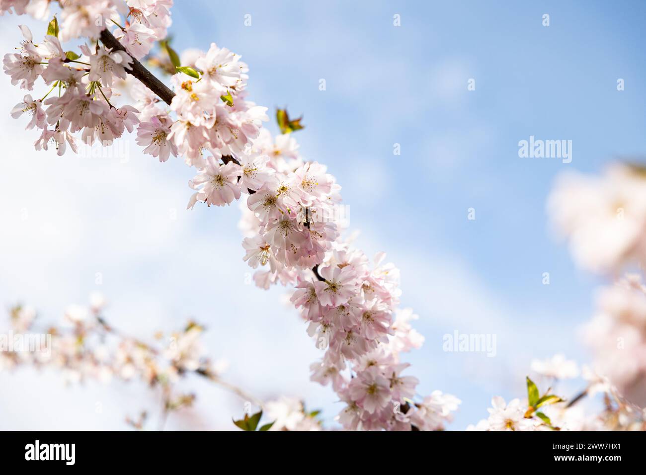 Munich, Germany. 22nd Mar, 2024. Olympic park in Munich, Germany on March 22, 2024 at the cherry blossoms. In the japanese culture the time of the cherry blossom is a highlight of the calendar and the beginning of the spring. (Photo by Alexander Pohl/Sipa USA) Credit: Sipa USA/Alamy Live News Stock Photo