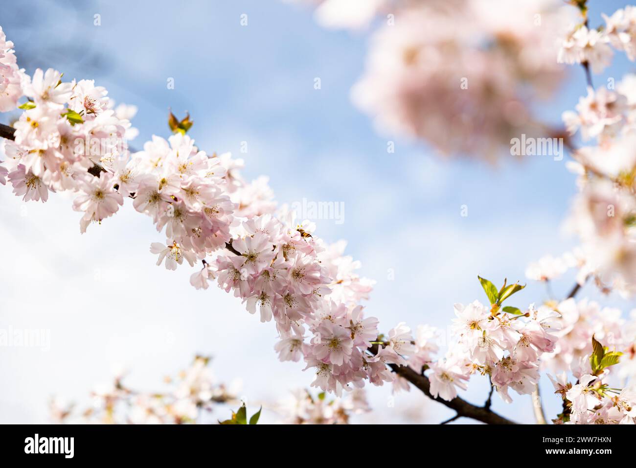 Munich, Germany. 22nd Mar, 2024. Olympic park in Munich, Germany on March 22, 2024 at the cherry blossoms. In the japanese culture the time of the cherry blossom is a highlight of the calendar and the beginning of the spring. (Photo by Alexander Pohl/Sipa USA) Credit: Sipa USA/Alamy Live News Stock Photo