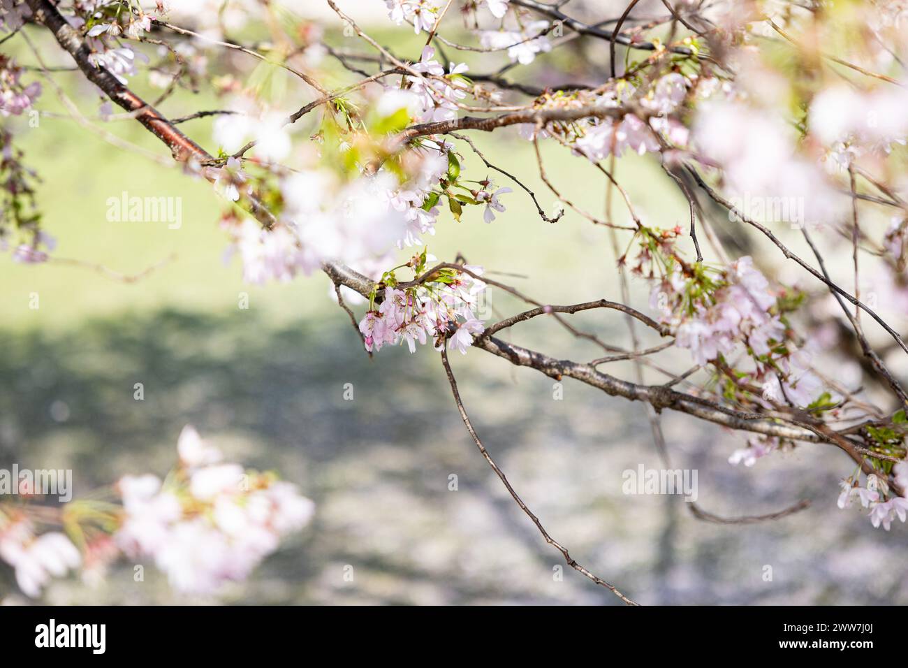 Munich, Germany. 22nd Mar, 2024. Olympic park in Munich, Germany on March 22, 2024 at the cherry blossoms. In the japanese culture the time of the cherry blossom is a highlight of the calendar and the beginning of the spring. (Photo by Alexander Pohl/Sipa USA) Credit: Sipa USA/Alamy Live News Stock Photo