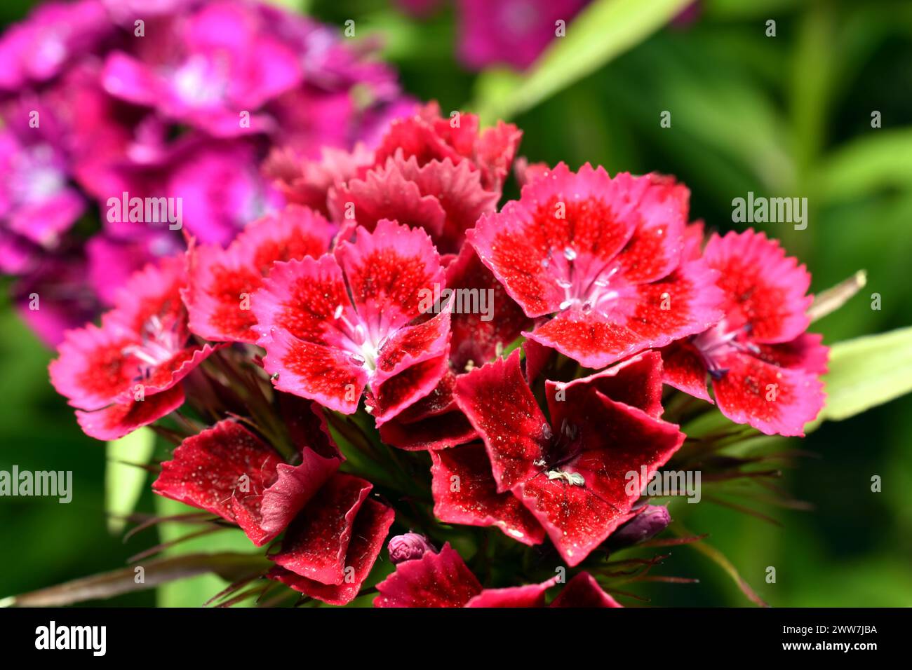 A bouquet of Turkish carnations in bright red color, an excellent design for a greeting card. Stock Photo