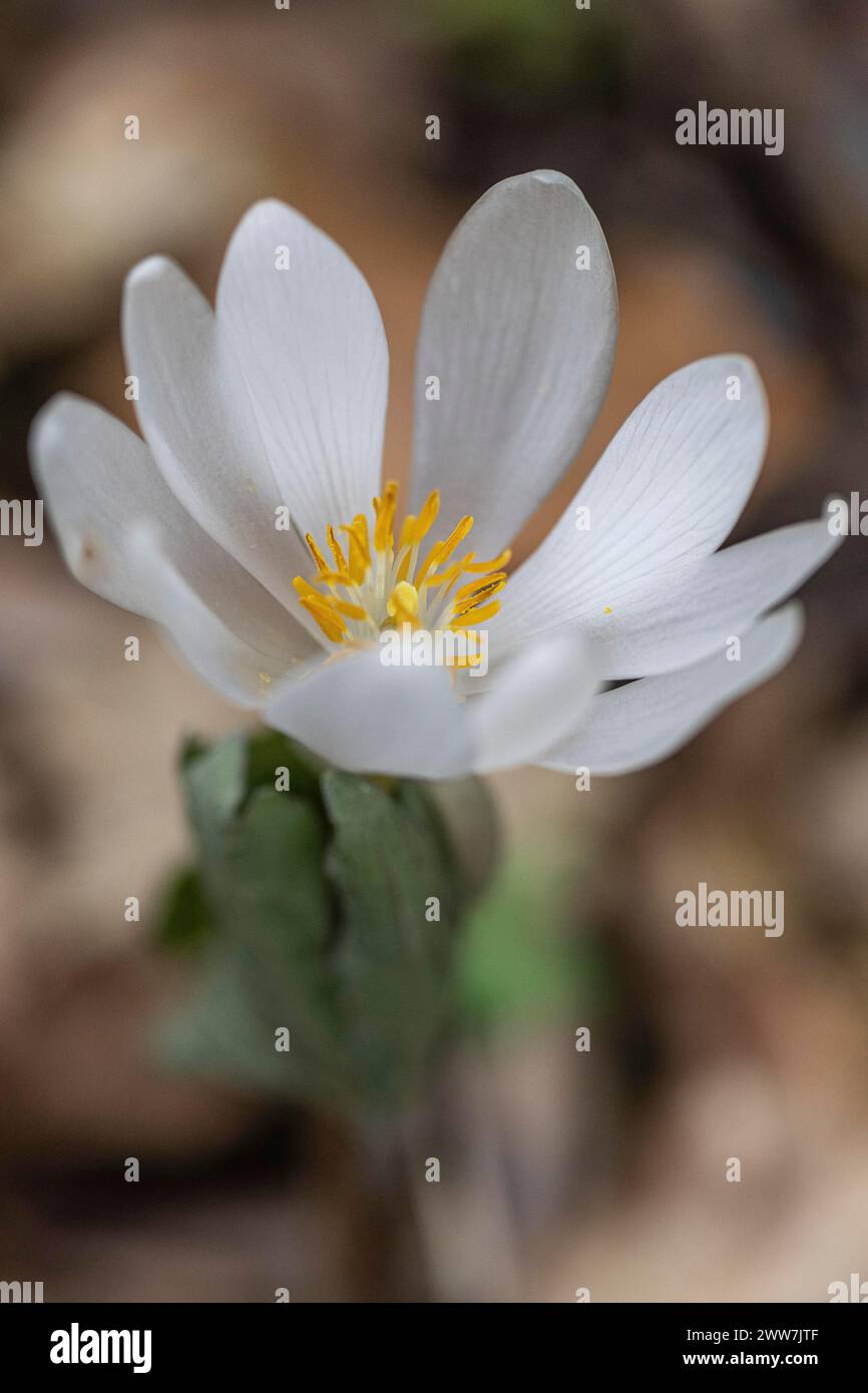 Canadian bloodroot (Sanguinaria canadensis), Emsland, Lower Saxony, Germany Stock Photo