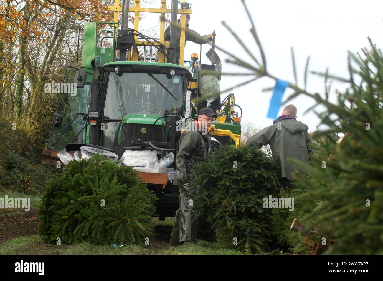 Compac Tree Ribe Compac hi-res stock photography and images - Alamy