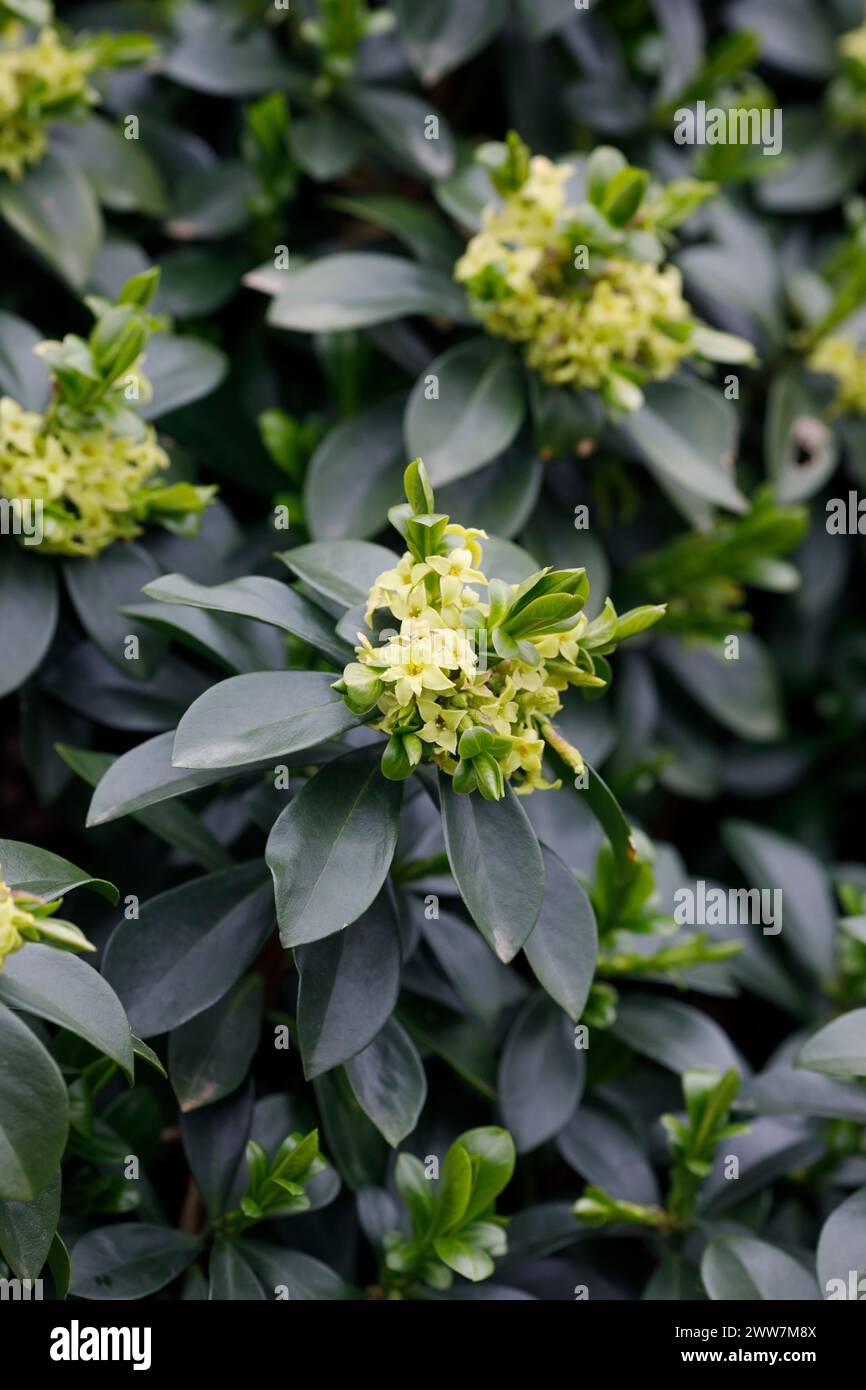Daphne pontica flowers in Spring. Stock Photo