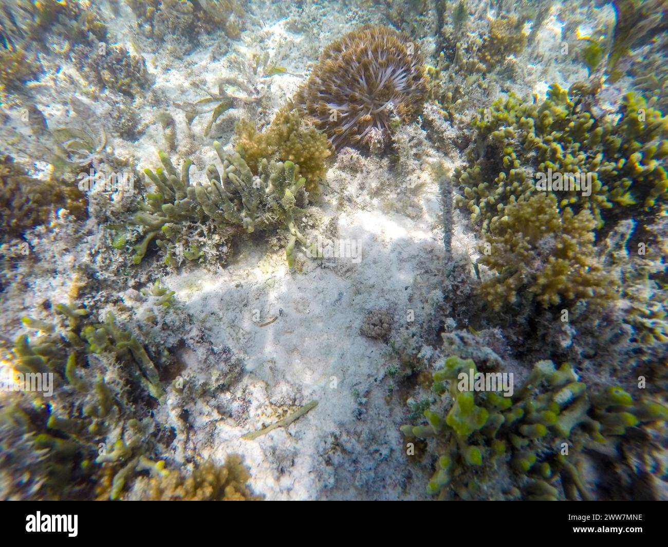 Underwater Photography of a coral reef, East Coast, Zanzibar Stock Photo