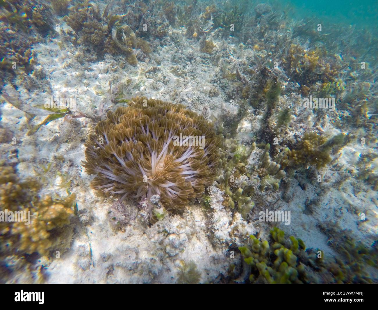 Underwater Photography of a coral reef, East Coast, Zanzibar Stock Photo