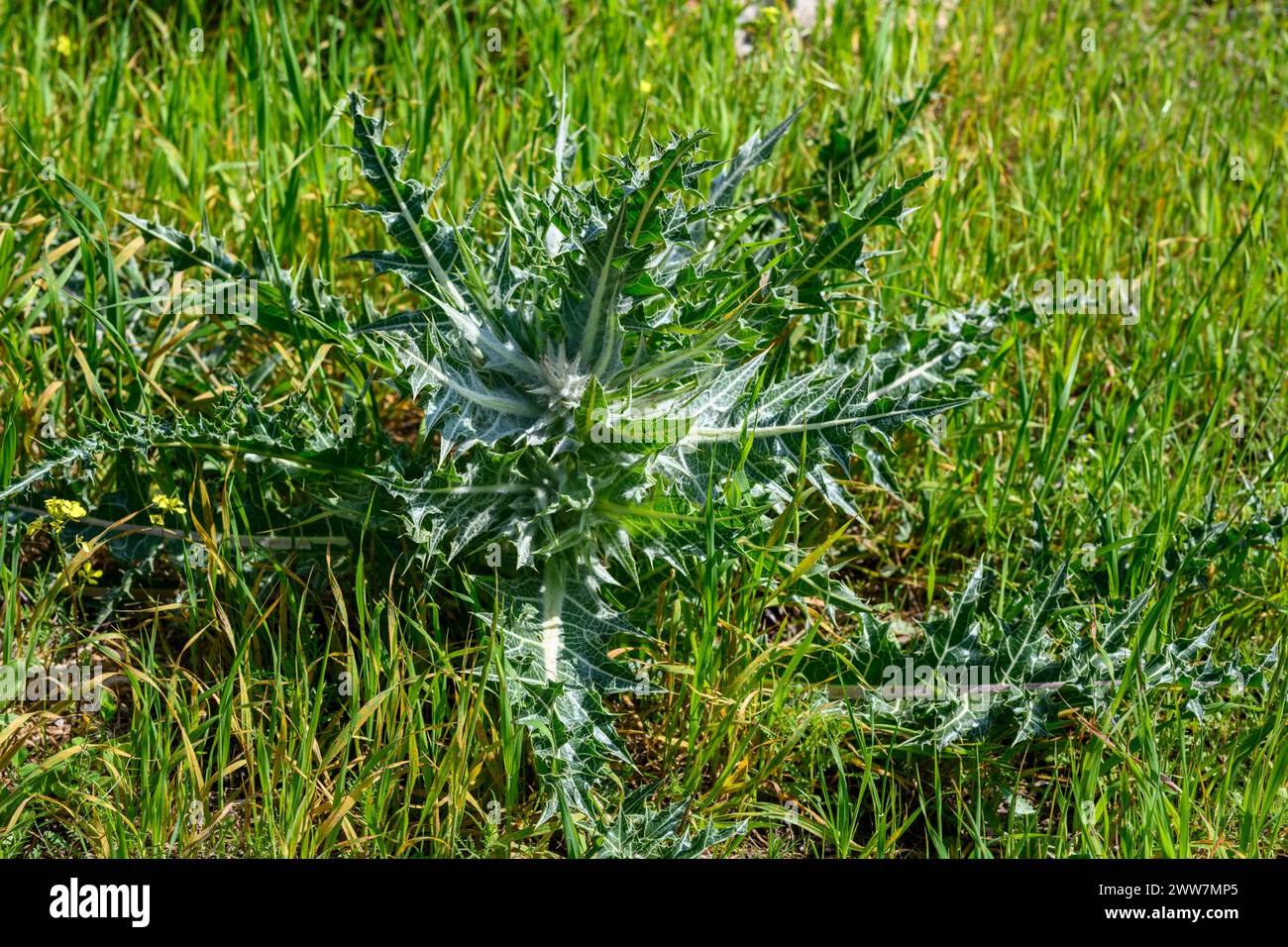 Wild gundelia AKA Tumble Thistle (Gundelia tournefortii) Used in the Arab cuisine as a herb and vegetable. Pollen from this plant was found on the the Stock Photo