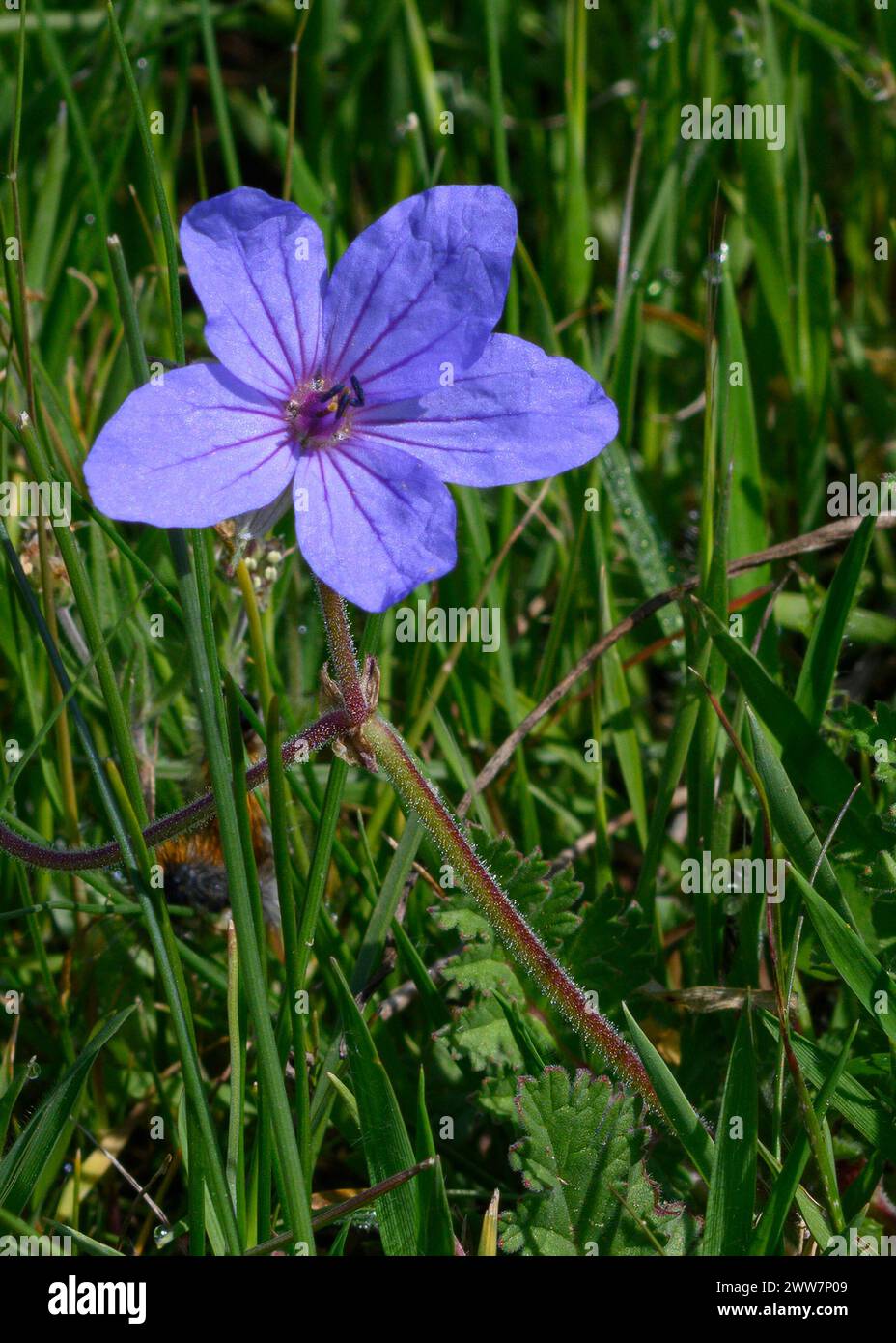 flowering Erodium ciconium common names hairy-pitted stork's-bill and shortfruit stork's bill. Photographed in the Jerusalem Hills, near Beit Shemesh, Stock Photo
