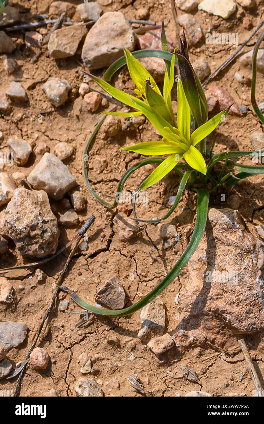 Gagea commutata common names include Stolonous Gagea and Yellow Star-of-Bethlehem, Photographed at Har Amasa (Mount Amasa), Israel in spring February Stock Photo