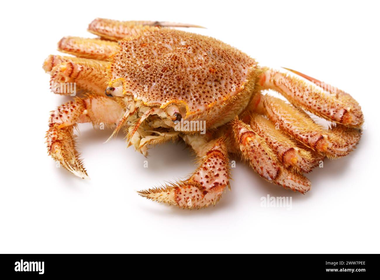 live horsehair crab(Kegani) from Hokkaido Stock Photo
