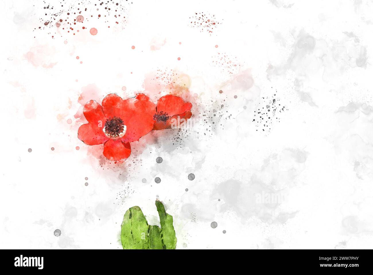 Digitally enhanced image of a Red Spring wildflowers Anemone coronaria (Poppy Anemone). Stock Photo