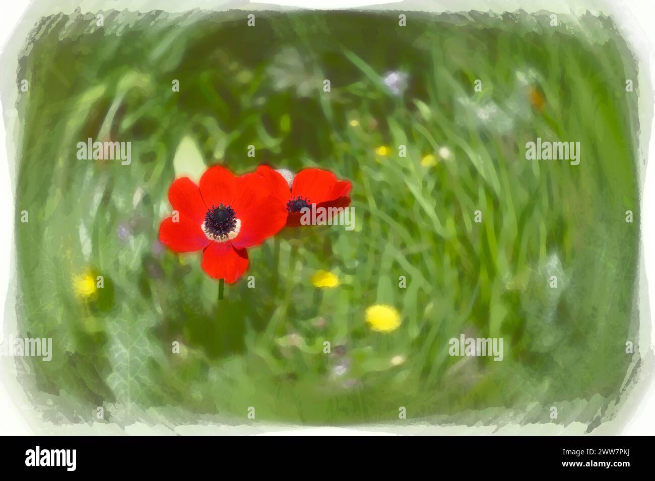 Digitally enhanced image of a Red Spring wildflowers Anemone coronaria (Poppy Anemone). Stock Photo