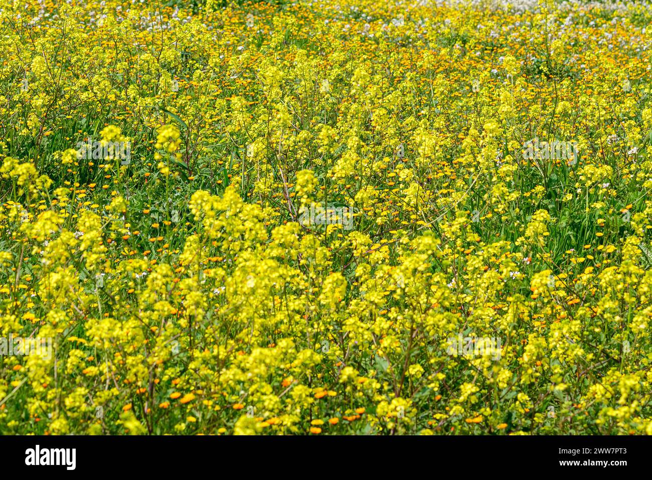 A yellow field of flowering charlock Rhamphospermum arvense, (syns. Brassica arvensis and Sinapis arvensis) the charlock mustard, field mustard, wild Stock Photo