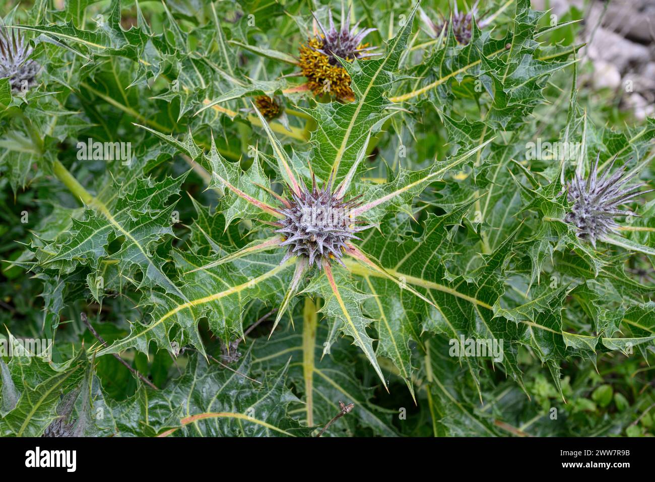 Wild gundelia AKA Tumble Thistle (Gundelia tournefortii) Used in the Arab cuisine as a herb and vegetable. Pollen from this plant was found on the the Stock Photo