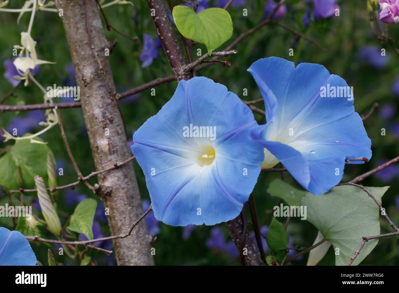 Ipoemea tricolor 'Heavenly Blue'. Morning glory flower. Stock Photo