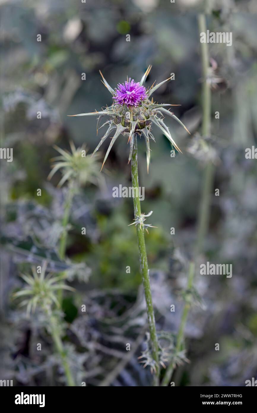 Milk thistle (Silybum marianum), while toxic to livestock, is used ...