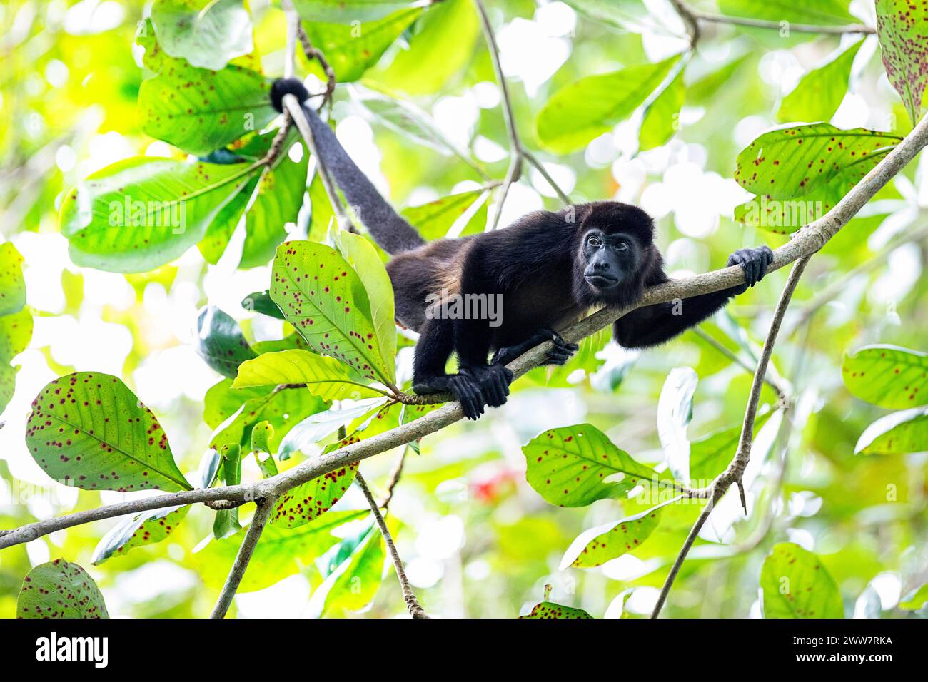 Beautiful howler monkey (Alouatta palliata) in his natural habitat high in a canopy tree of a tropical rainforest in cahuita national park, costa rica Stock Photo