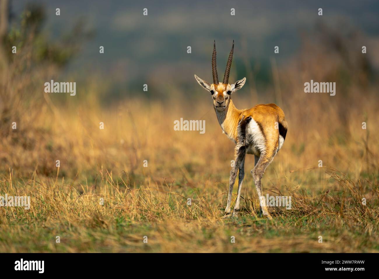 Thomsons red fronted gazelle hi-res stock photography and images - Alamy