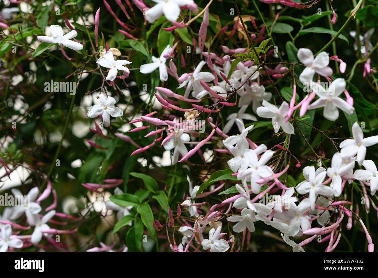Jasminum polyanthum common names include: the many-flowered jasmine, star jasmine, pink jasmine, or white jasmine, is a species of flowering plant in Stock Photo