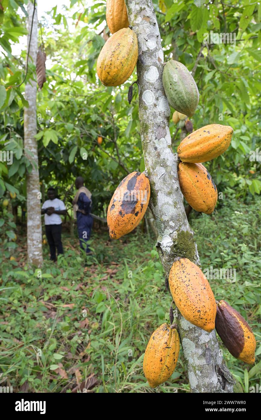 GHANA, Suhum, smallholder organic cocoa farm, cocoa harvest, ripen cocoa fruit at cocoa tree  / GHANA, Suhum, Kleinbauern bei Bio Kakao Ernte, reife Kakao Frucht am Baum Stock Photo