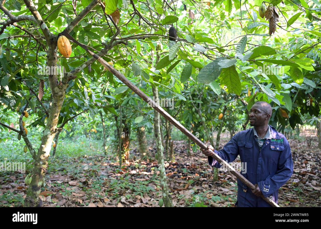 GHANA, Suhum, smallholder organic cocoa farm, cocoa harvest / GHANA, Suhum, Kleinbauer bei Bio-Kakao Ernte Stock Photo