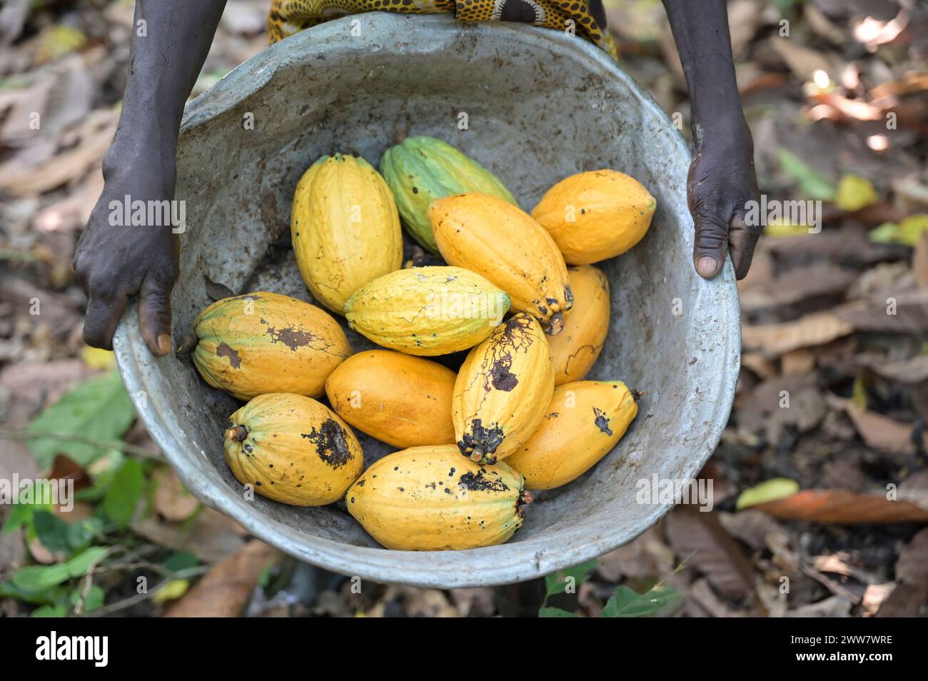 GHANA, Suhum, smallholder organic cocoa farm, cocoa harvest, aluminium bowl with ripe harvested cocoa pods / GHANA, Suhum, Kleinbauer bei Bio-Kakao Ernte Stock Photo