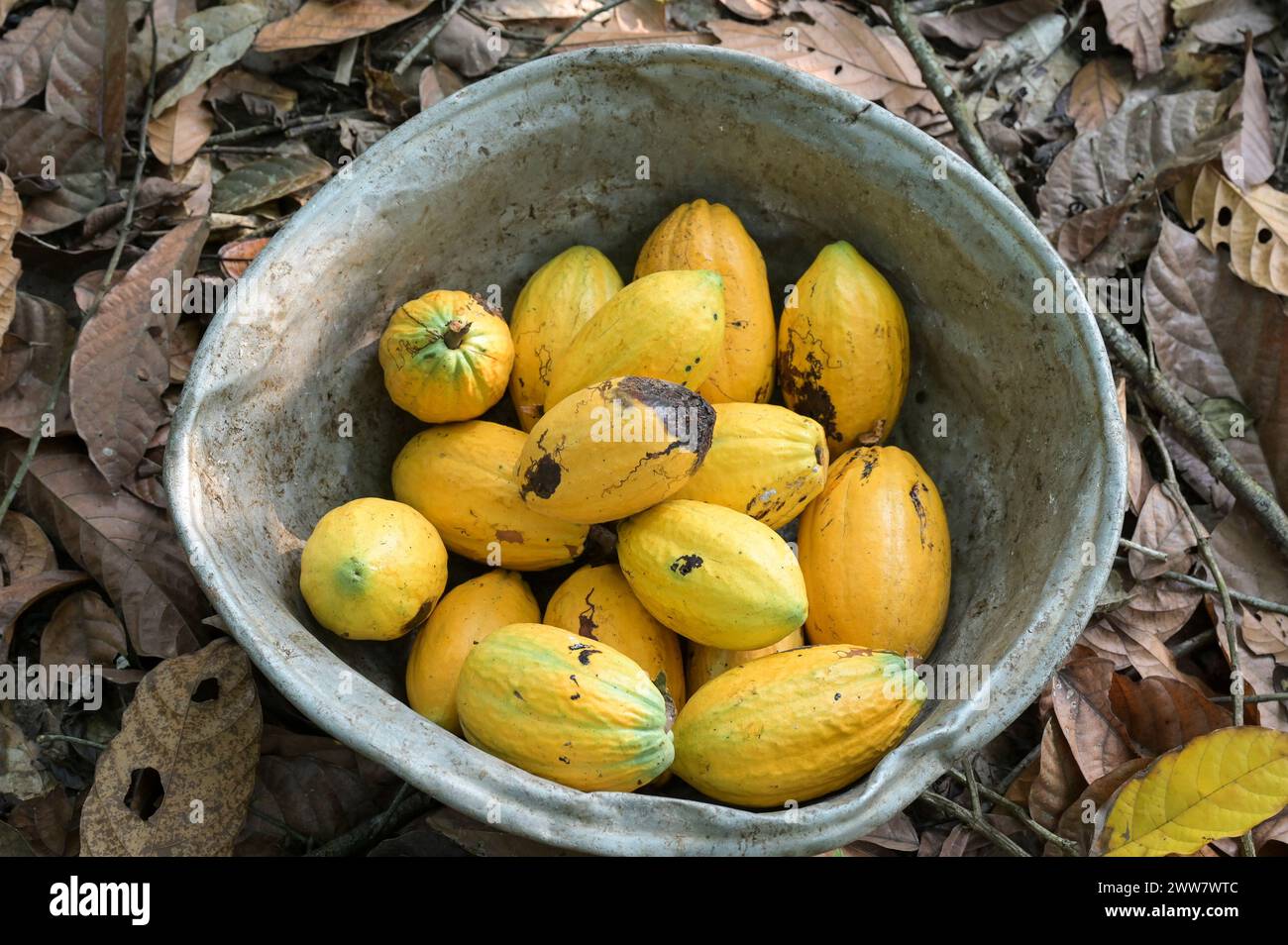 GHANA, Suhum, smallholder organic cocoa farm, cocoa harvest, aluminium bowl with ripe harvested cocoa pods / GHANA, Suhum, Kleinbauer bei Bio-Kakao Ernte Stock Photo