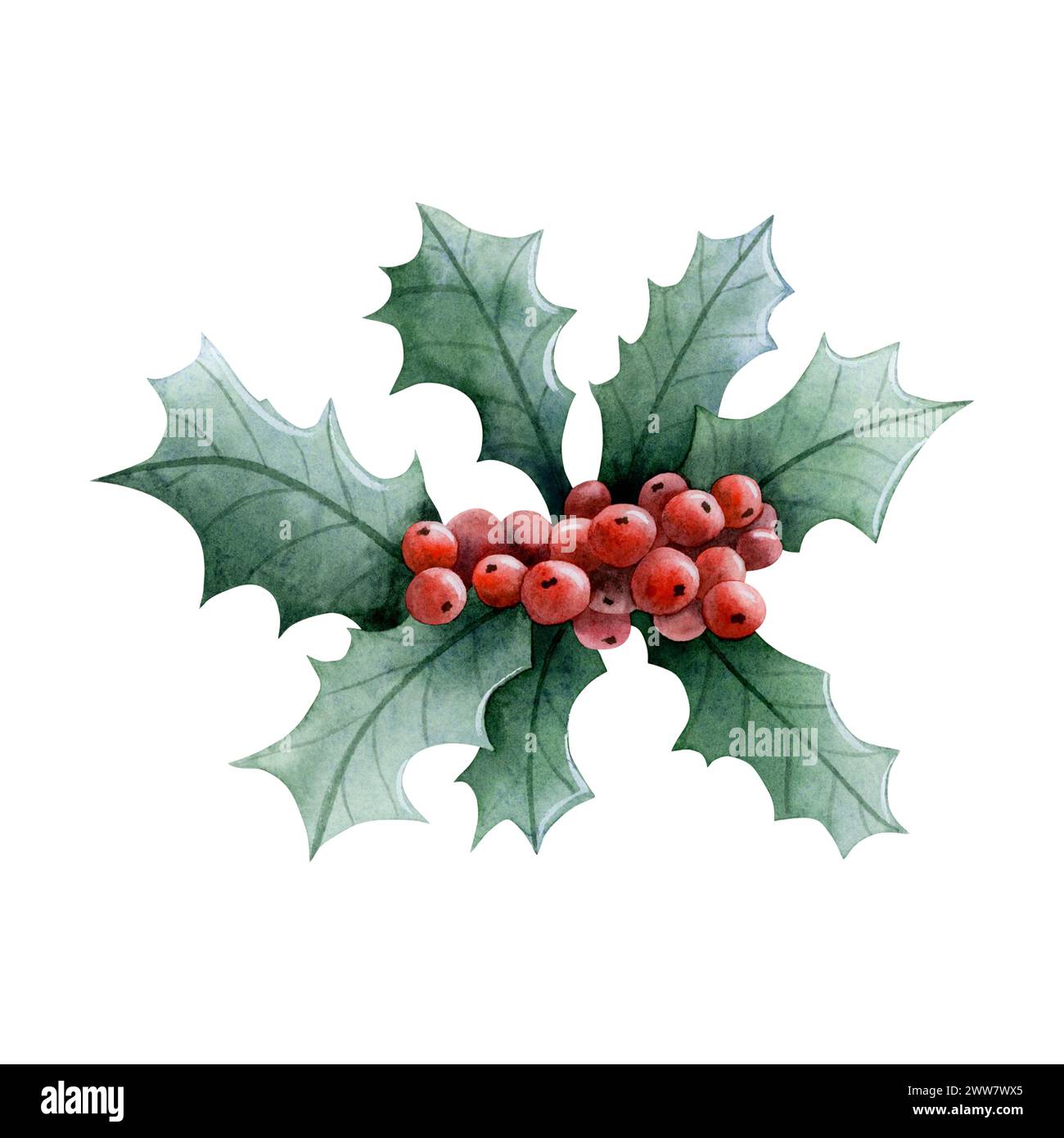 Christmas holly plant with red berries and green leaves watercolor ...