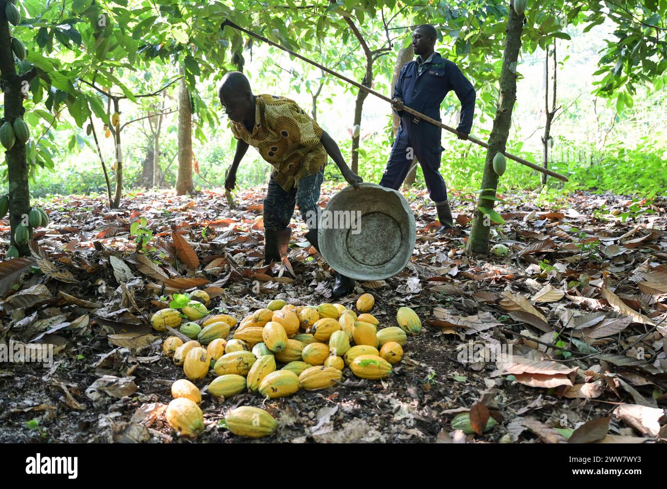 GHANA, Suhum, smallholder organic cocoa farm, cocoa harvest / GHANA, Suhum, Kleinbauer bei Bio-Kakao Ernte Stock Photo