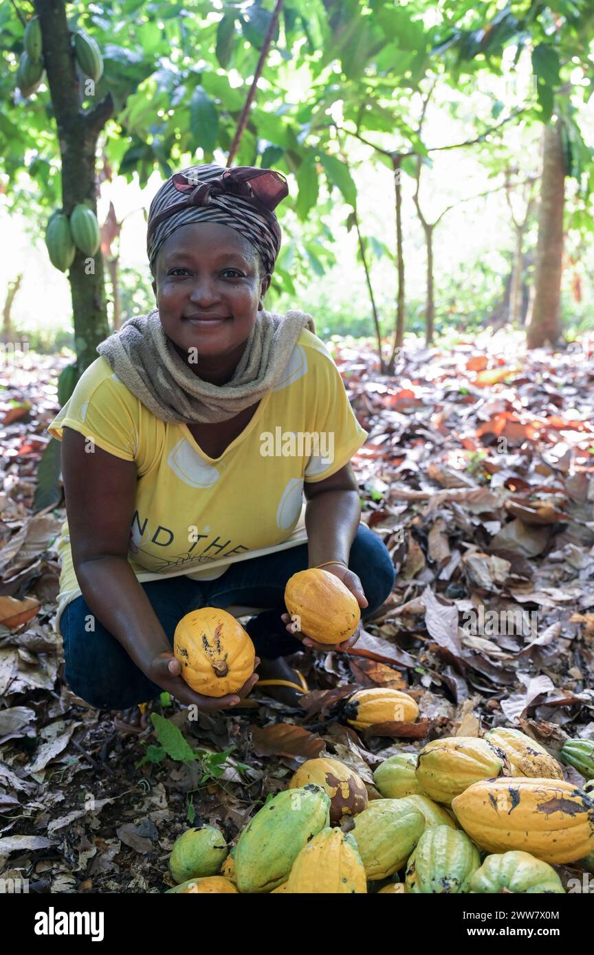 GHANA, Suhum, smallholder organic cocoa farm, cocoa harvest, harvested cocoa pods / GHANA, Suhum, Kleinbauern bei bio Kakao Ernte, geerntete Kakaofrüchte Stock Photo