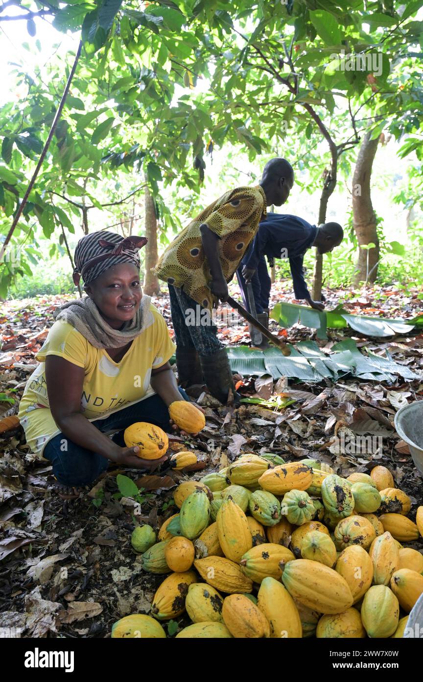 GHANA, Suhum, smallholder organic cocoa farm, cocoa harvest, harvested cocoa pods / GHANA, Suhum, Kleinbauern bei bio Kakao Ernte, geerntete Kakaofrüchte Stock Photo