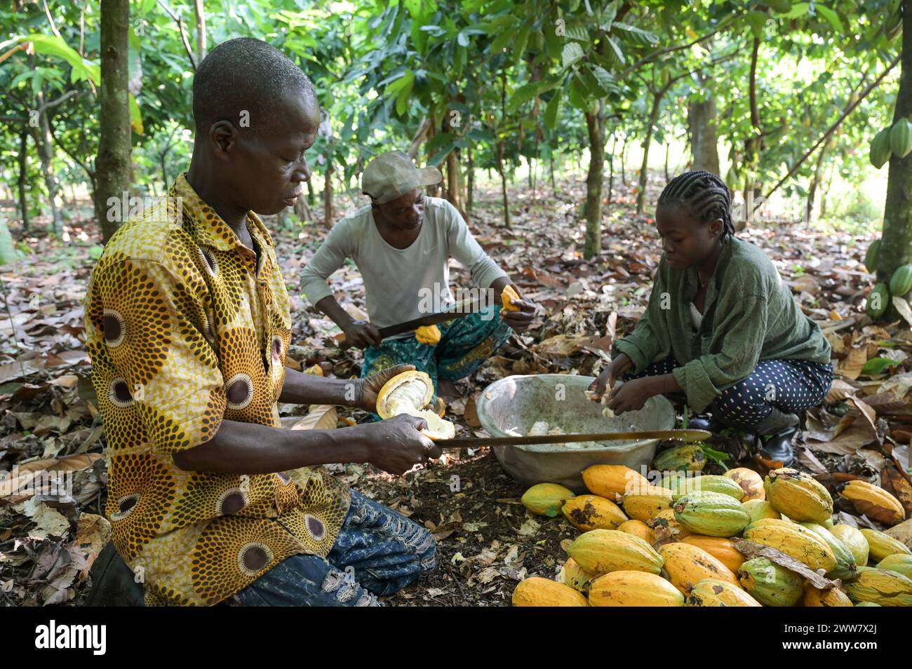 GHANA, Suhum, smallholder organic cocoa farm, cocoa harvest, the cocoa pods are openend and the beans will be fermented for seven days  / GHANA, Suhum, Kleinbauern bei Bio Kakao Ernte, die Kakaofrüchte werden geöffnet und die frischen Kakaobohnen werden für sieben Tage fermentiert Stock Photo