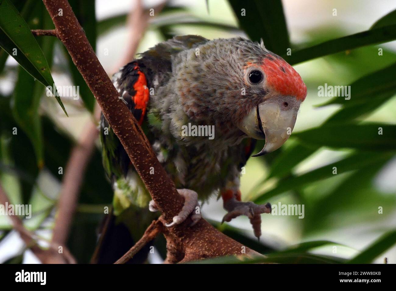 March 22, 2024, Dvur Kralove Nad Labem, Czech Republic: A Cape Parrot (Poicephalus robustus) perched in a tree at Safari Park in Dvur Kralove nad Labem in the Czech Republic.The Cape parrot is endemic to South Africa. It occurs in Afromontane forests at moderate altitudes in eastern South Africa from the coastal escarpment near sea-level to the midlands at around 1000m. (Credit Image: © Slavek Ruta/ZUMA Press Wire) EDITORIAL USAGE ONLY! Not for Commercial USAGE! Stock Photo