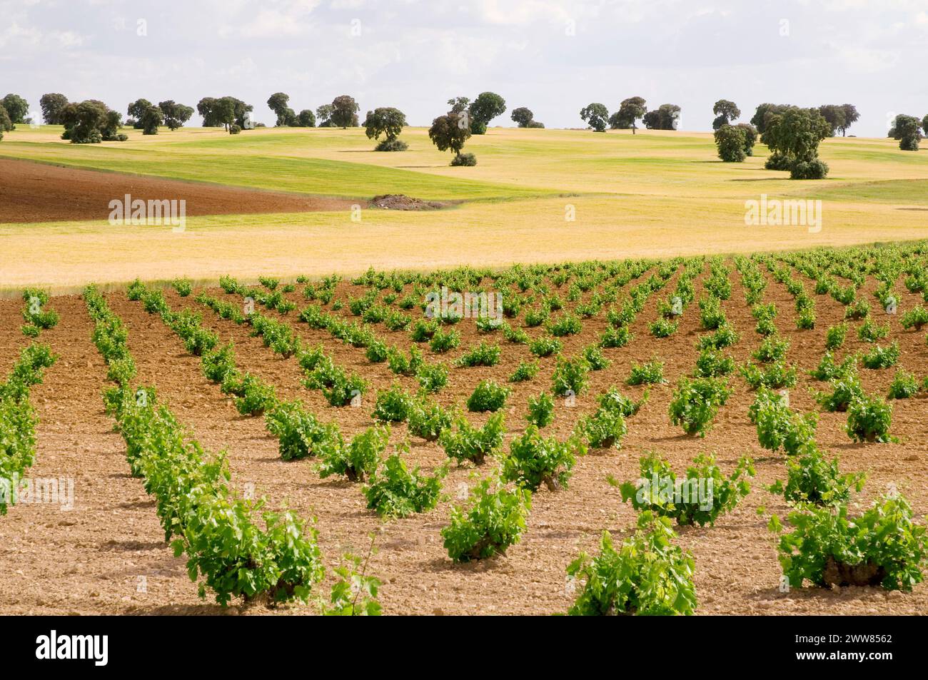 Vineyard and wheat field. Toledo province, Castile La Mancha, Spain. Stock Photo