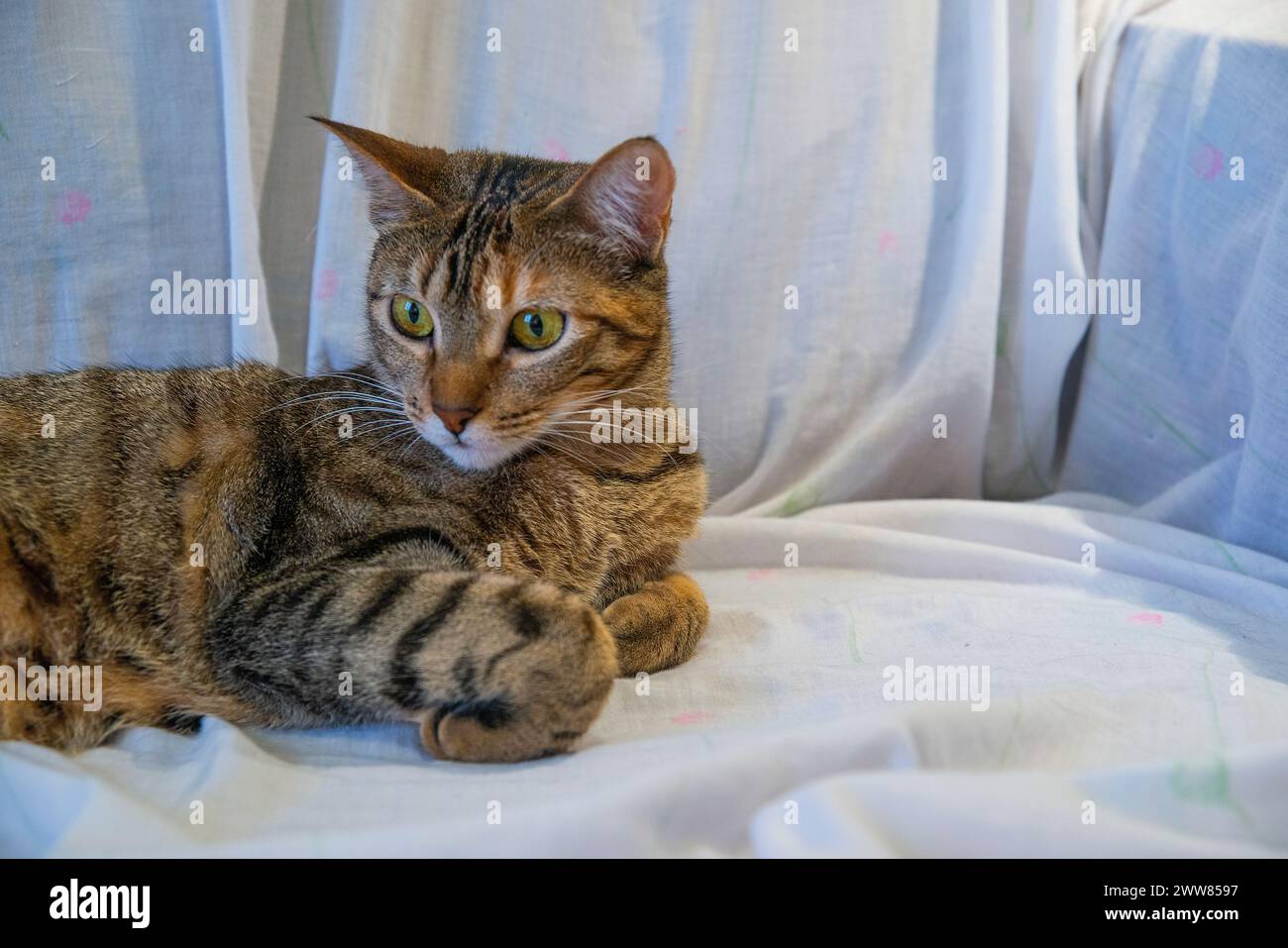Tabby cat at home. Stock Photo