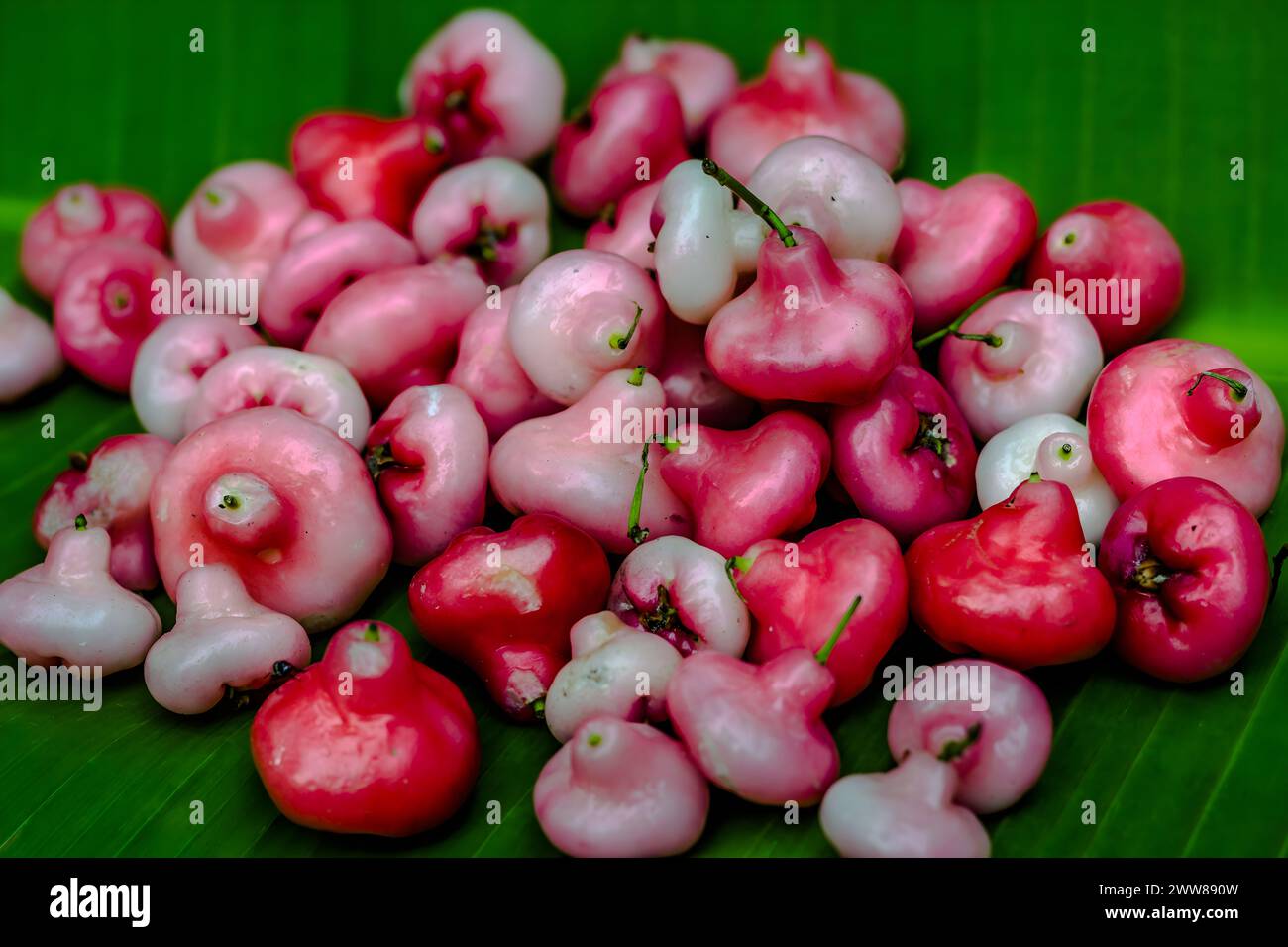 Red rose apple in green background. Stock Photo