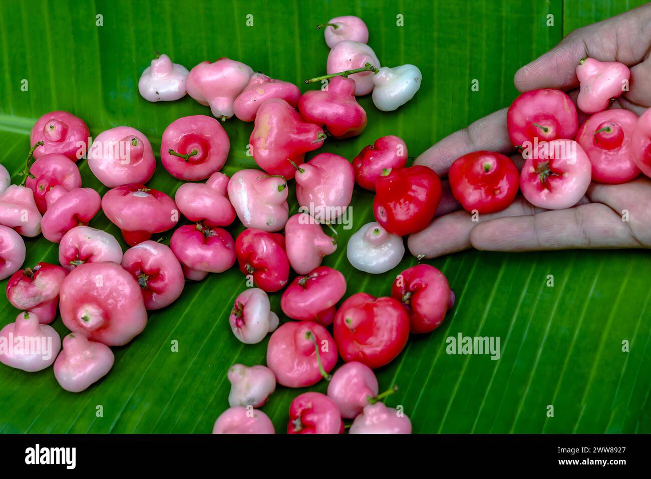 Red rose apple in green background. Stock Photo