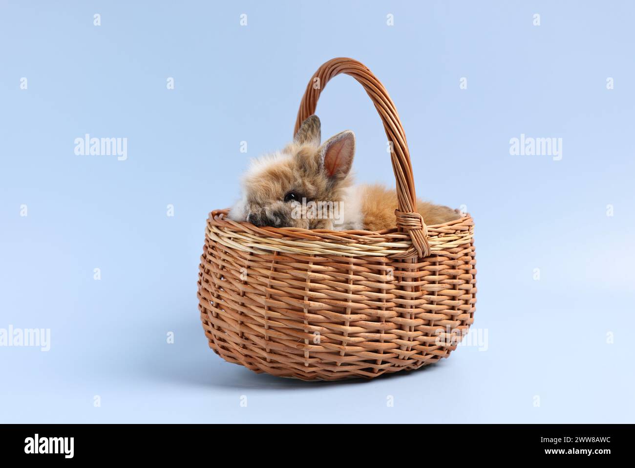 Cute little rabbit in wicker basket on light blue background Stock ...