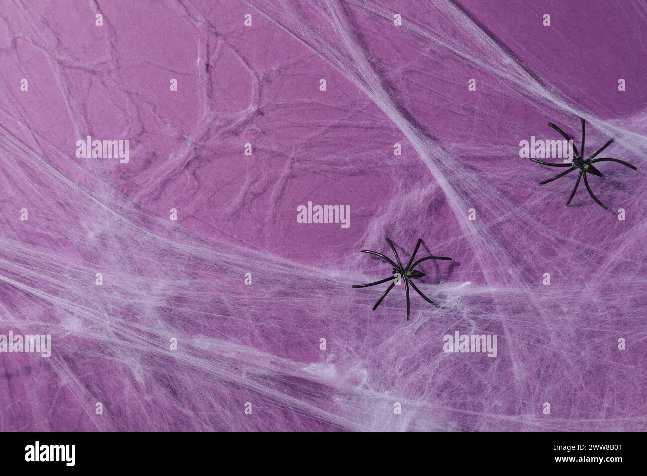 Cobweb and spiders on violet background, top view Stock Photo - Alamy