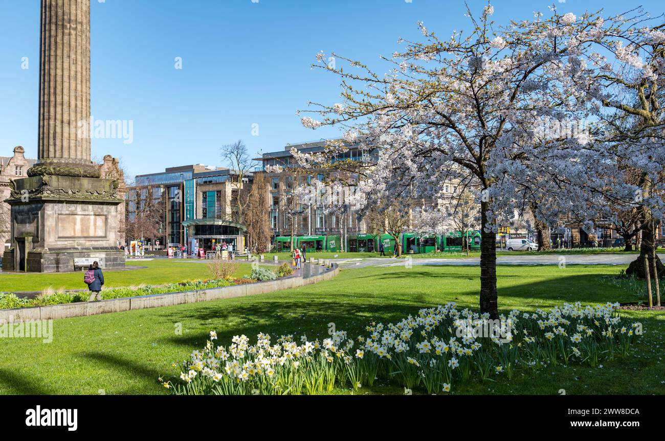 St Andrew Square, Edinburgh, Scotland, UK, 22nd March 2024. UK Weather: cherry tree Spring blossom. Several cherry trees in the garden are in full bloom next to the Melville monument of Henry Dundas. Credit: Sally Anderson/Alamy Live News Stock Photo