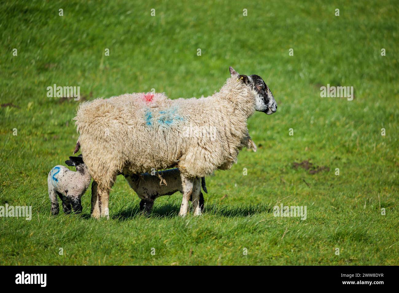 Lambs and sheep sunbathe in the spring sunshine in North Yorkshire ...