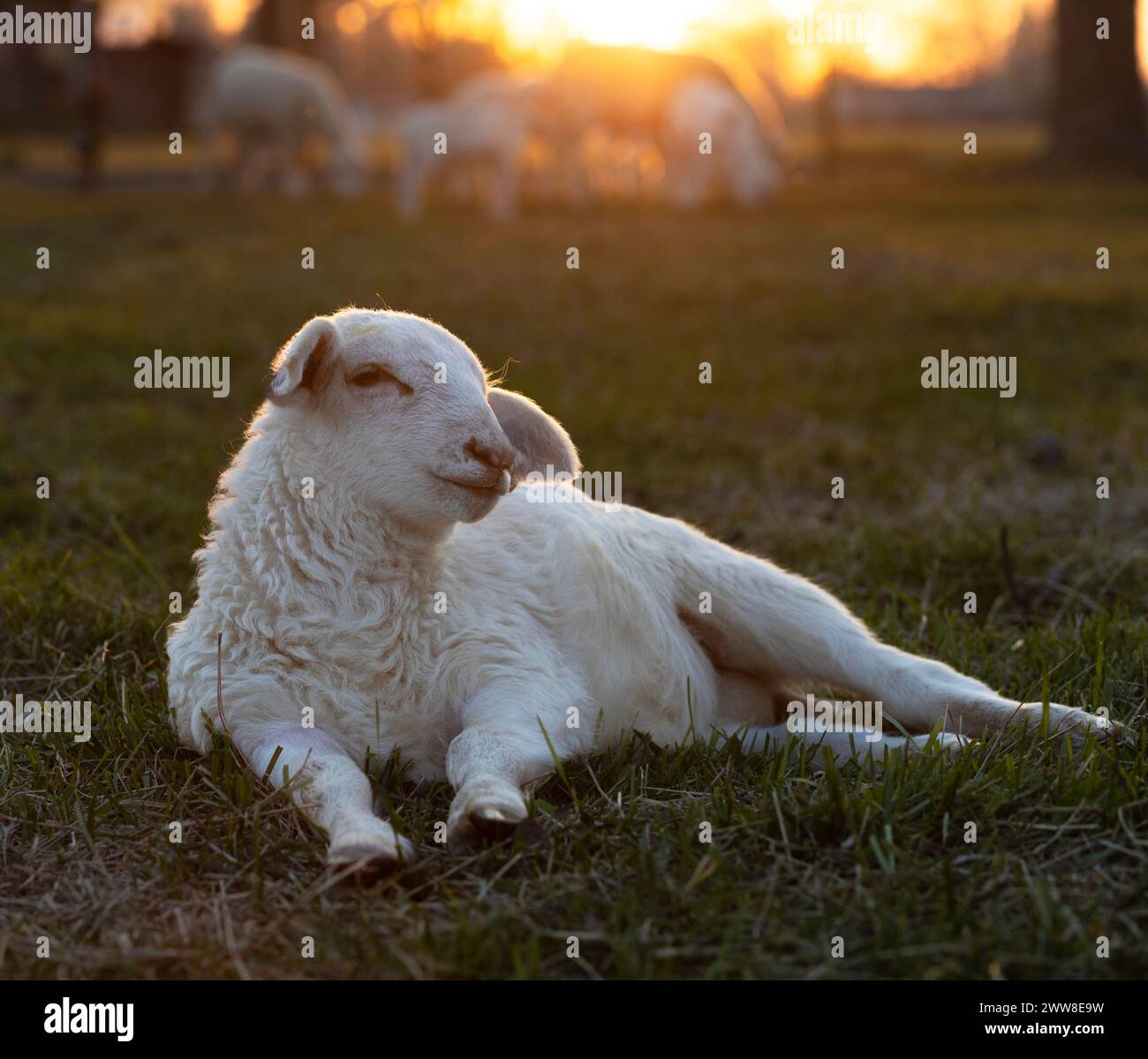 White sheep lamb lying on a grassy paddock near Raeford in North Carolina on a farm that uses rotational grazing lying down to take in the day's last Stock Photo