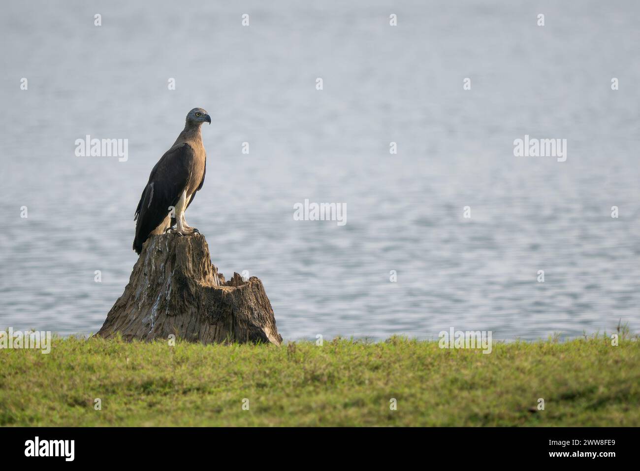 Grey-headed Fish-eagle - Ichthyophaga ichthyaetus, large gray and brown eagle from Asian woodlands and fresh waters, Nagarahole Tiger Reserve, India. Stock Photo