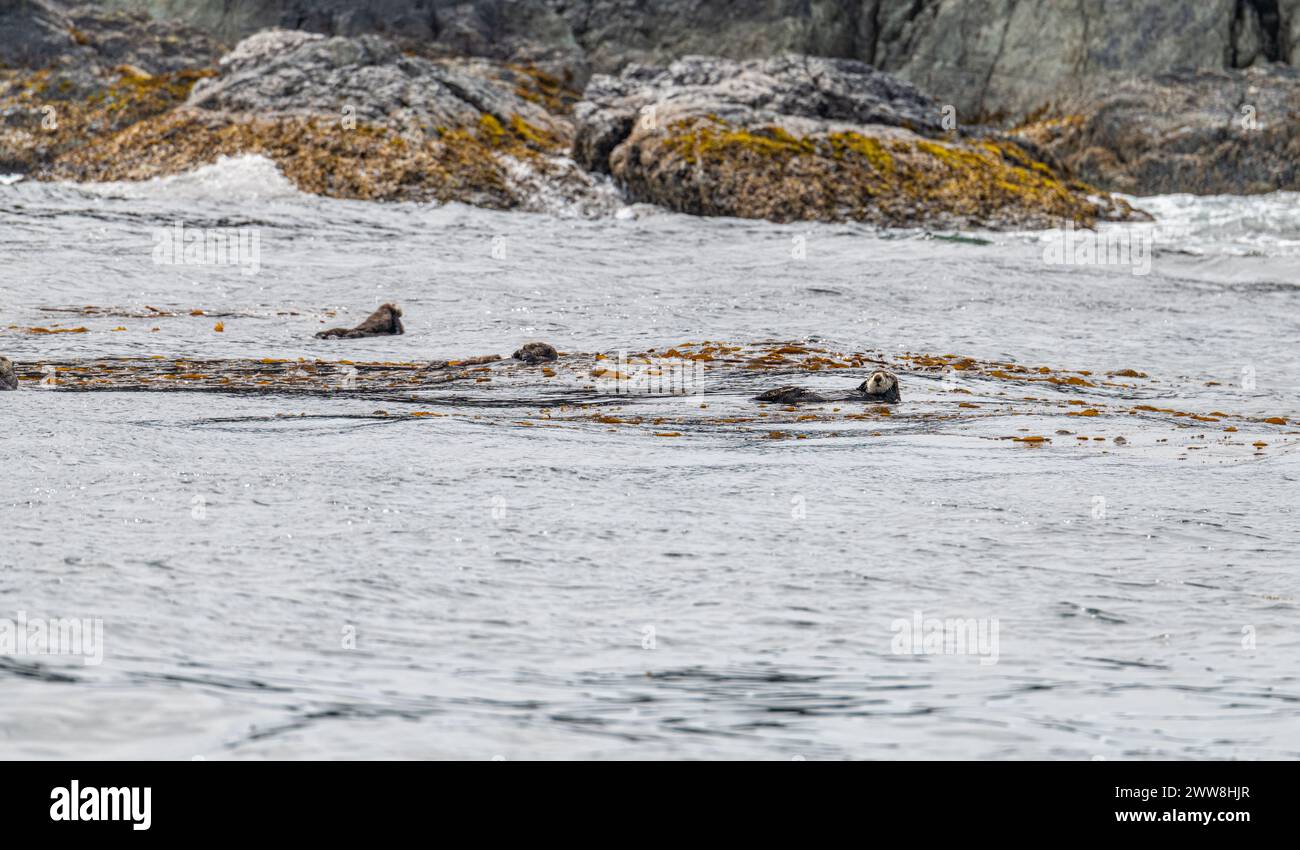 Bevy (group) of Sea Otters on the surface in Prince William Sound, Alaska, USA Stock Photo
