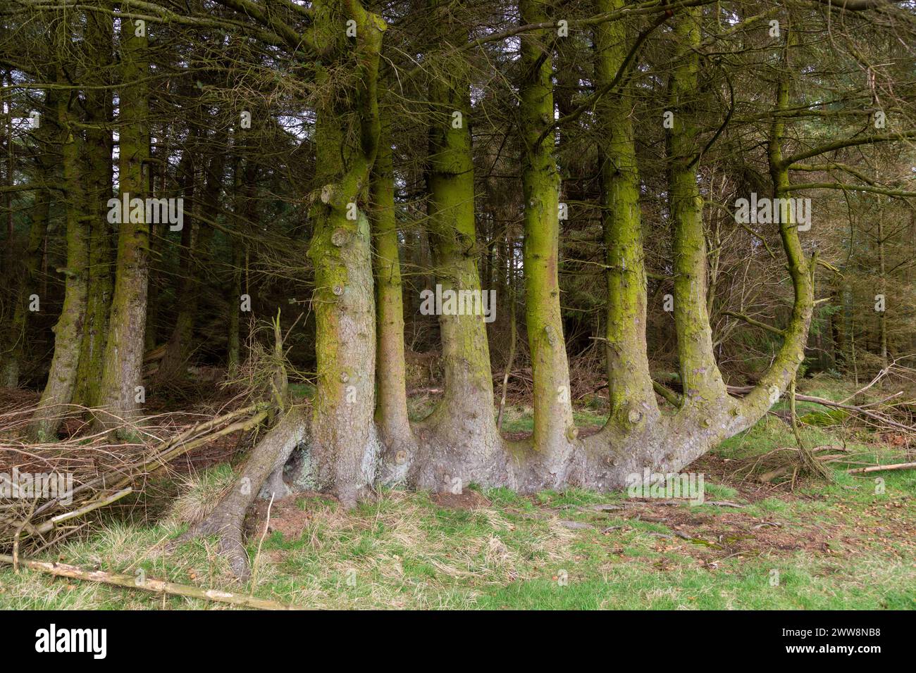 Gravitropism - Plants programmed to Know Which Way is Up Stock Photo ...