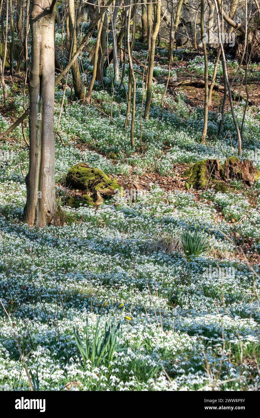 A carpet of snowdrops in the woodland around Balcarres Estate near Colinsburgh, Fife, Scotland