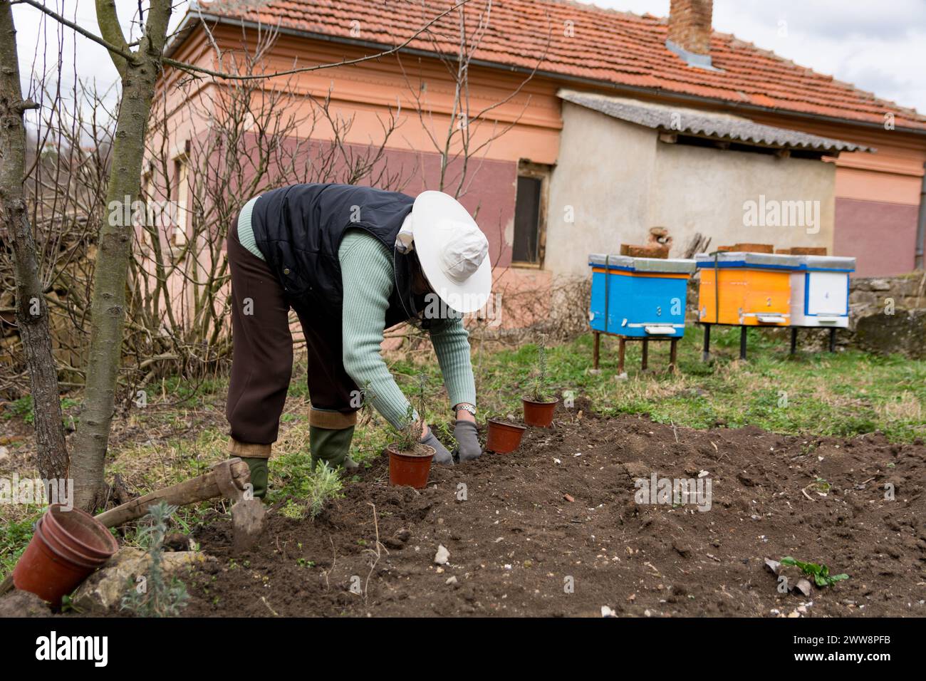 A beekeeper with a protective hat planting lavender plants in the garden in front of his beehives on a spring day in the countryside Stock Photo