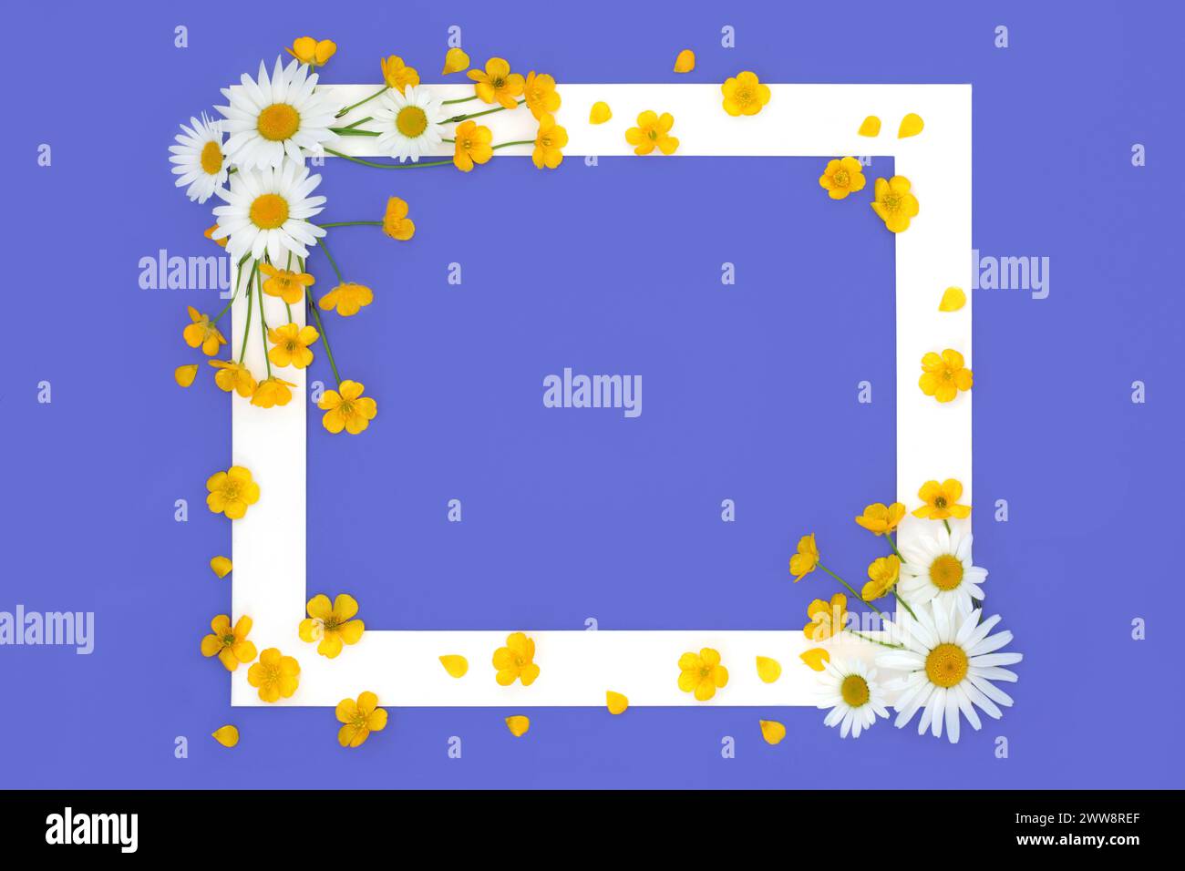 Spring daisy and buttercup flower background frame on purple. Floral
