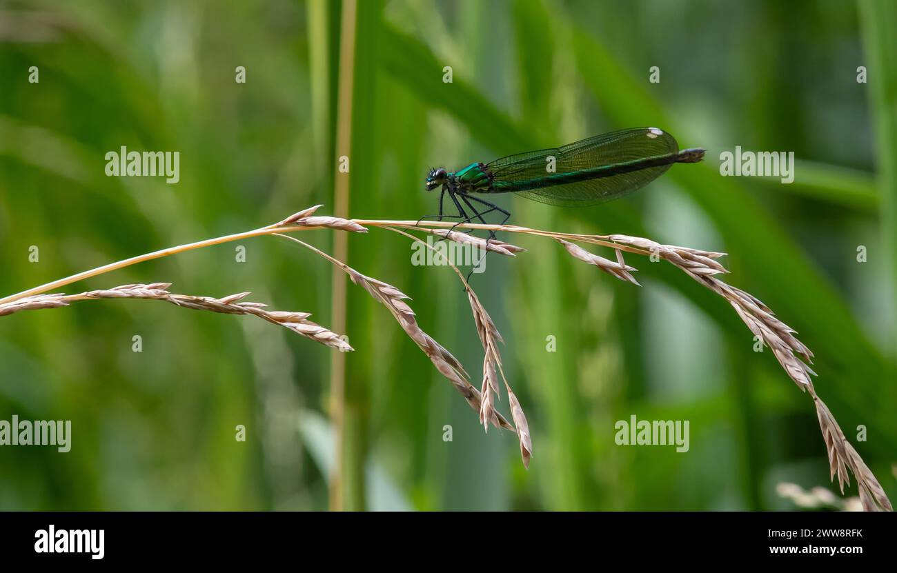 dragonfly on a plant close up sits on a green plant Stock Photo - Alamy