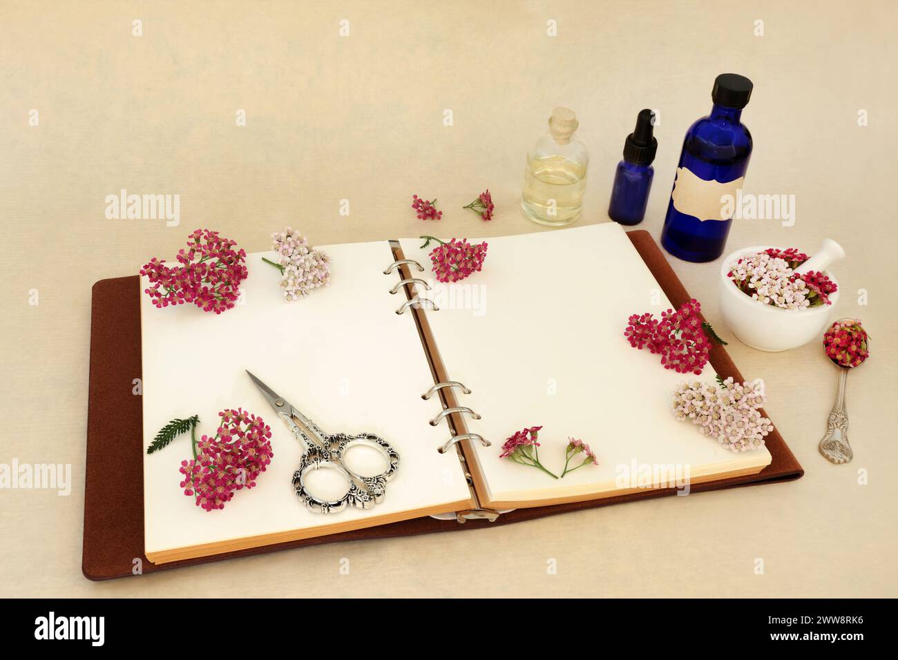 Achillea yarrow herb flower preparation. Natural herbal medicine remedy ...