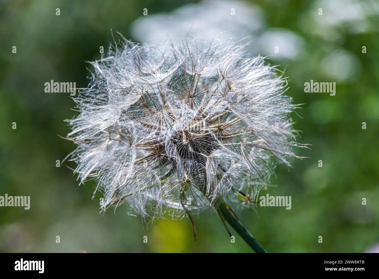 Goatgrass A large dandelion from the east on a green background Stock Photo
